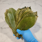 Organic Whole Soursop Leaves - Annona muricata